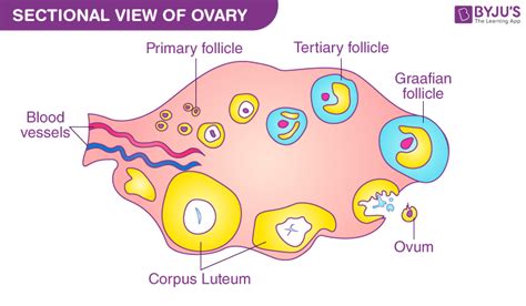 Human Egg Cell - Structure and Functions of Ovum