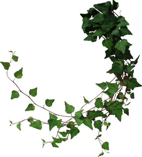 Jungle Vines Png Transparent Images