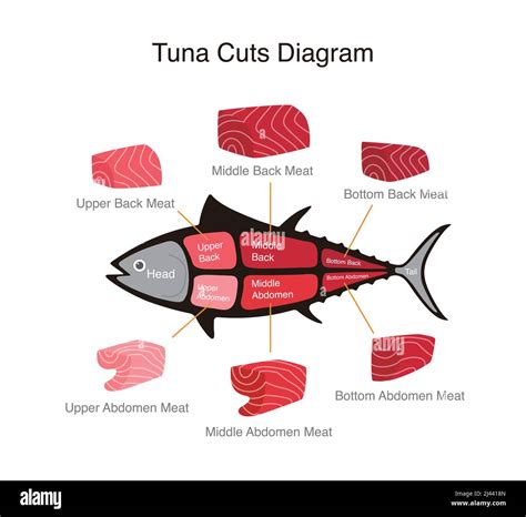 Tuna fish cuts diagram, vector illustration Stock Vector Image & Art - Alamy