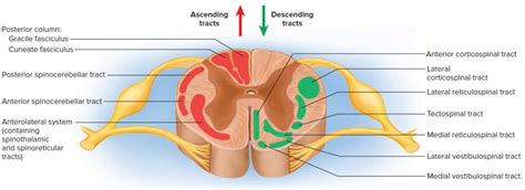 Spinal Cord Anatomy - Parts and Spinal Cord Functions