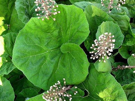 Common Butterbur Petasites hybridus : Photos, Diagrams & Topos : SummitPost