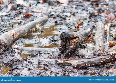 Muddy Ground Filled with Tree Branches Stock Image - Image of grey, forest: 136397413