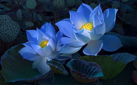 Lotus Flowers Wallpapers - 4k, HD Lotus Flowers Backgrounds on WallpaperBat