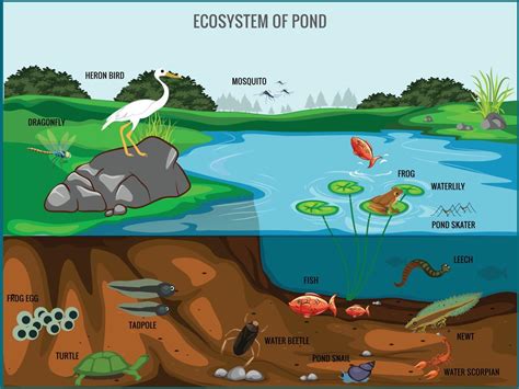 Pond Ecosystem Diagram Supplying Cheap | comctl.rtaf.mi.th