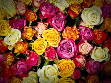 11 Rose Color Meanings to Help You Pick the Perfect Bouquet