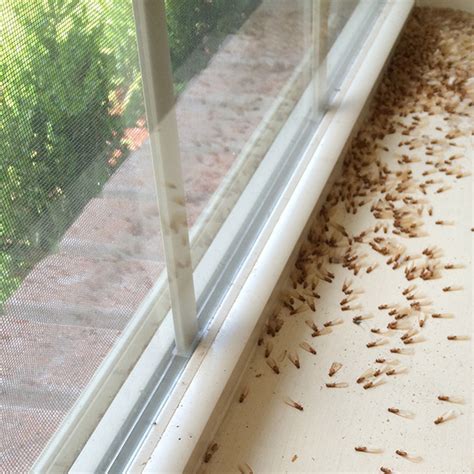 The Hidden Cost of Neglecting a Termite Inspection - Spears Pest Control