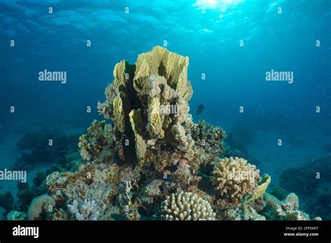 Blade fire coral hi-res stock photography and images - Alamy