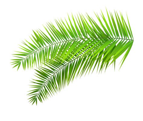 Fern Clipart Foliage Palm Leaf Transparent Background