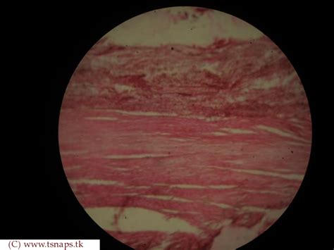 Histology Slides Database: tendon histology slide