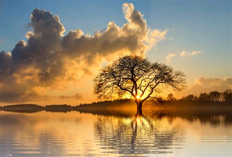 Tree Sun Sunset Lonely - Free photo on Pixabay - Pixabay