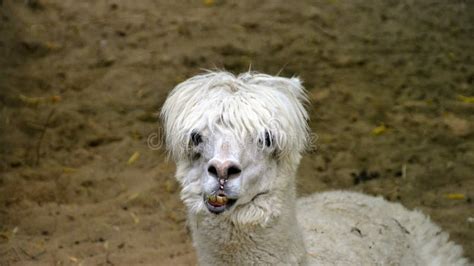 Alpaca (Vicugna Pacos Syn. Lama Pacos) Stock Photo - Image of clothing ...