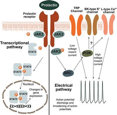 Frontiers | The Prolactin Family of Hormones as Regulators of Maternal Mood and Behavior