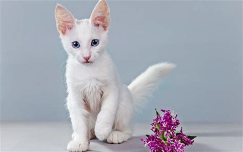 Download wallpapers Turkish Angora, kitten, blue eyes, cats, white cat ...