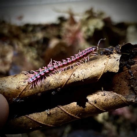 Pink Dragon Millipede (Desmoxytes planata) CB