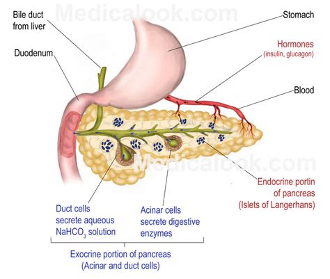 Pancreas - human anatomy organs