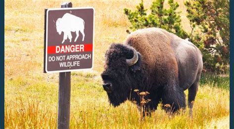 Woman gored by Yellowstone bison, airlifted to hospital | Gephardt Daily