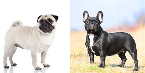 Pug vs Frenchie: Which Dog Breed is a Better Family Pet? - K9 Web