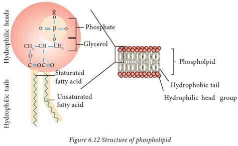 Phospholipids - Structure, Classification | Lipids