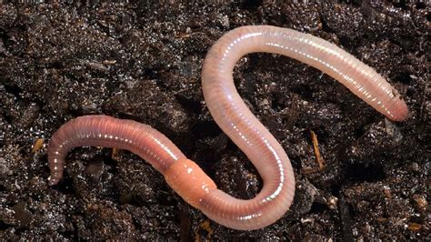 This is What Happens When You Put Earthworm in Your garden soil - YouTube