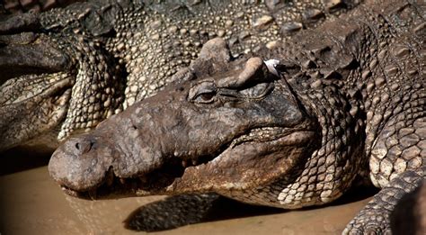 Cuban Crocodile (Crocodylus rhombifer) | about animals