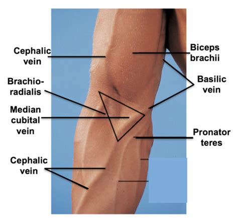 Cubital Fossa and Elbow Joint, Forearm and Radioulnar Joint Flashcards | Quizlet