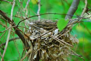 Birds in Focus - Wood Thrush