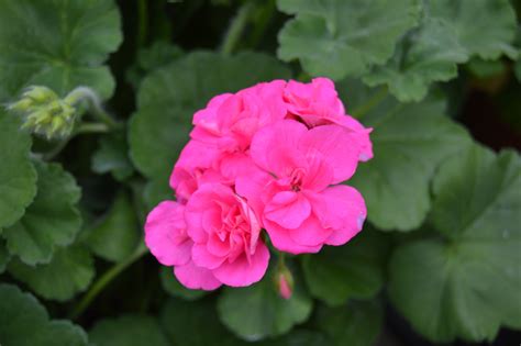 Gallon Geranium - Pink