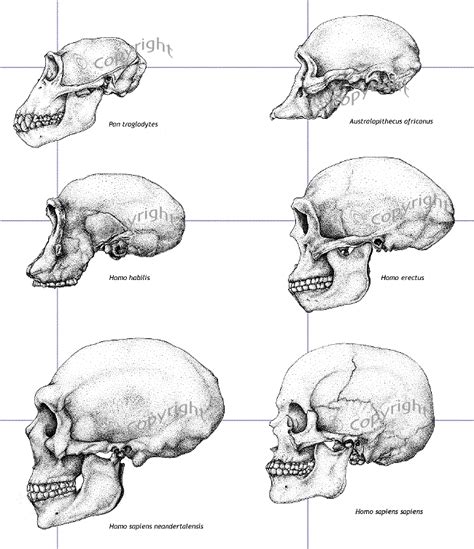 Hominid Skulls Evolution Science, Human Evolution, Darwin's Theory Of Evolution, Process Of ...