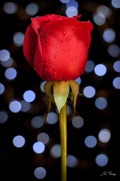 Water Drop Rose II www.martinvarga.com © Martin Varga Photography | Beautiful roses, Rose, Love ...