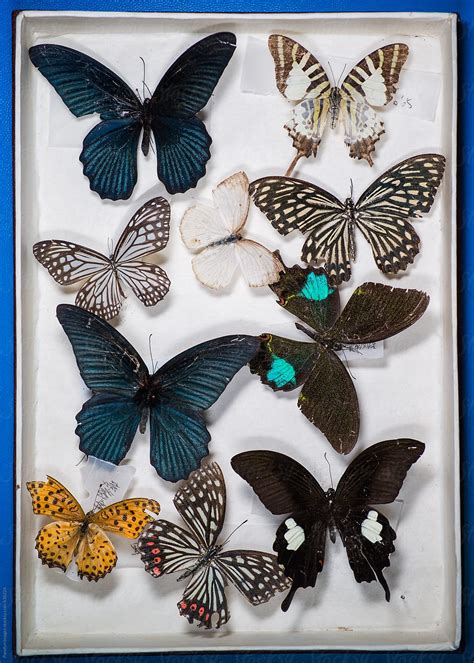 "Butterfly Specimen Collection" by Stocksy Contributor "Pansfun Images" - Stocksy