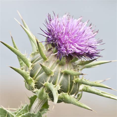 Semillas de Cardo Mariano (Silybum marianum) - Precio: €1.95