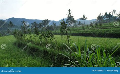 The Bali Terrace Rice Fields Stock Image - Image of field, lush: 267288127