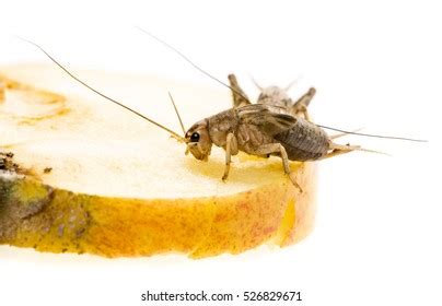 216 Gryllus assimilis Images, Stock Photos & Vectors | Shutterstock