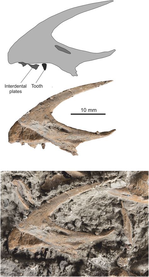 Right premaxilla in medial view. Top, simplified outline diagram... | Download Scientific Diagram