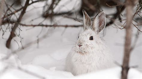 How To Get More From Winter Wildlife Watching | Gardening Know How