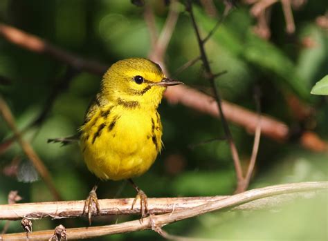 Mark James Pearson: Bird of the Week #8 - Prairie Warbler