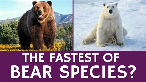 How Fast and Strong are Bears? - Facts about Bear Species - YouTube