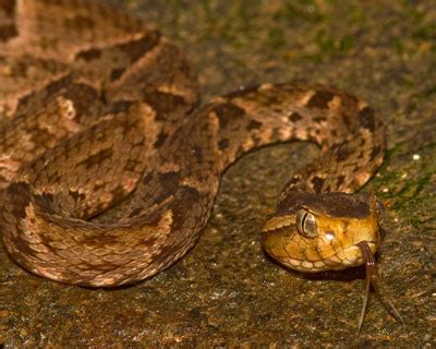 Bothrops Asper - Learn About Nature