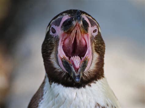 Why Penguin Mouths Terrify Everyone Who Looks | Birdfact