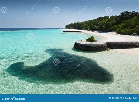 Shoal of fish stock image. Image of family, animal, salt - 23965625