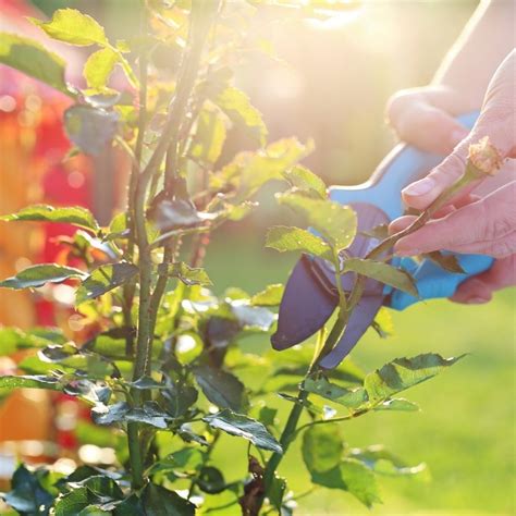 What are the Different Tools for Pruning? - growhappierplants.com