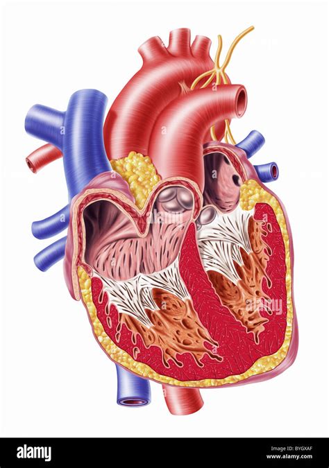 Digital Cross Section Of The Human Heart Human Heart Heart Anatomy ...