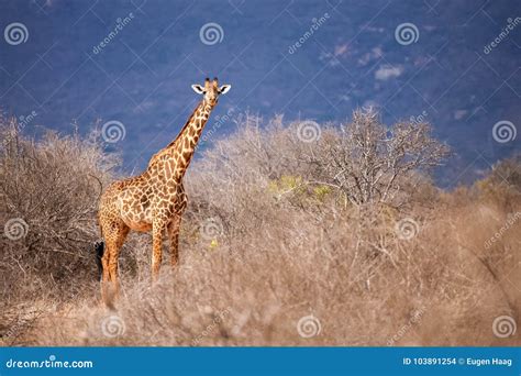 Safari in Kenya, a Giraffe is Watching Stock Photo - Image of ...