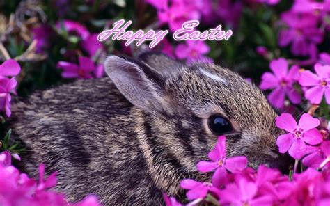 Easter bunny [6] wallpaper - Holiday wallpapers - #12142