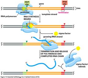 Rna Polymerase Binding Site For