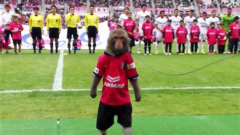 Japanese soccer club criticized for using monkey in kick-off - CGTN