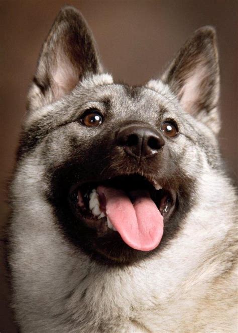 Norwegian Elkhound | Family dog photos, Norwegian elkhound, Smartest dog breeds