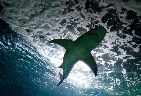 Pacific reef sharks have declined by more than 90 percent, new study ...