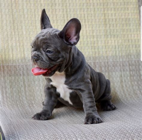 Solid Pure AKC French Bulldog Puppies Ready Now - FrenchieForSale.com