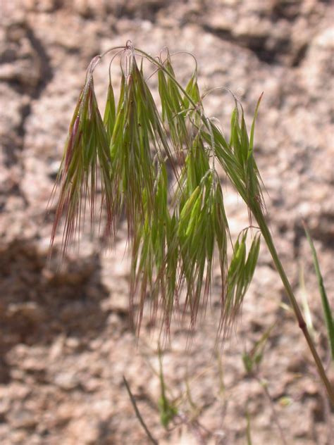 Bromus tectorum (Downy brome) (Anisantha tectorum)